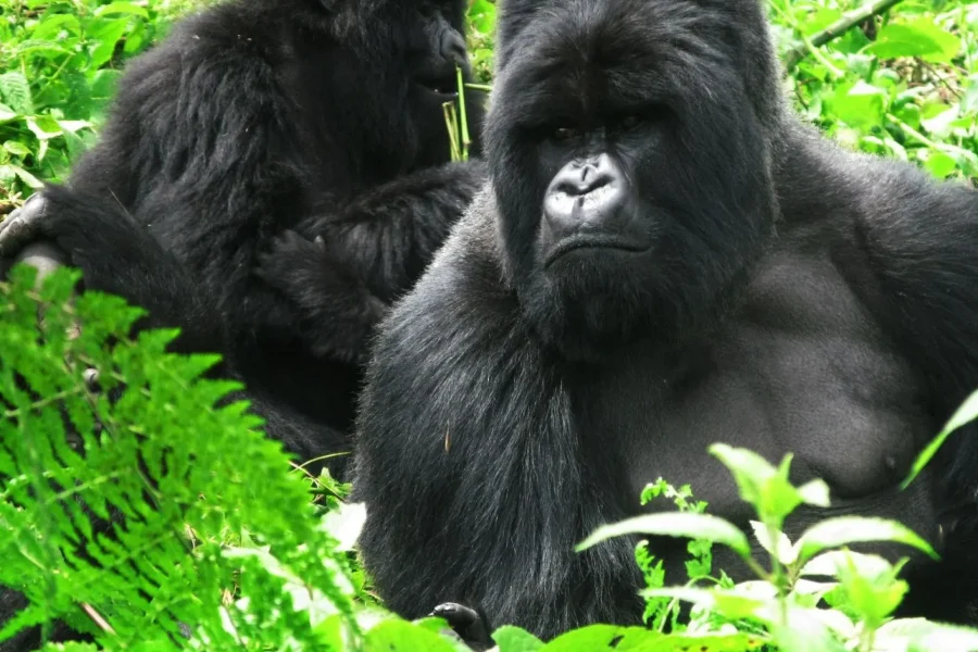 🕓Kigali: 2-Day Volcanoes National Park& Gorilla Trek