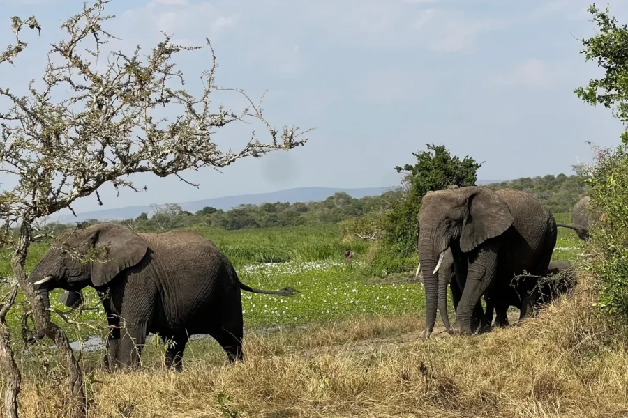🕓Kigali: 3-Day Akagera Safari, City Tour, and Sunset Boat