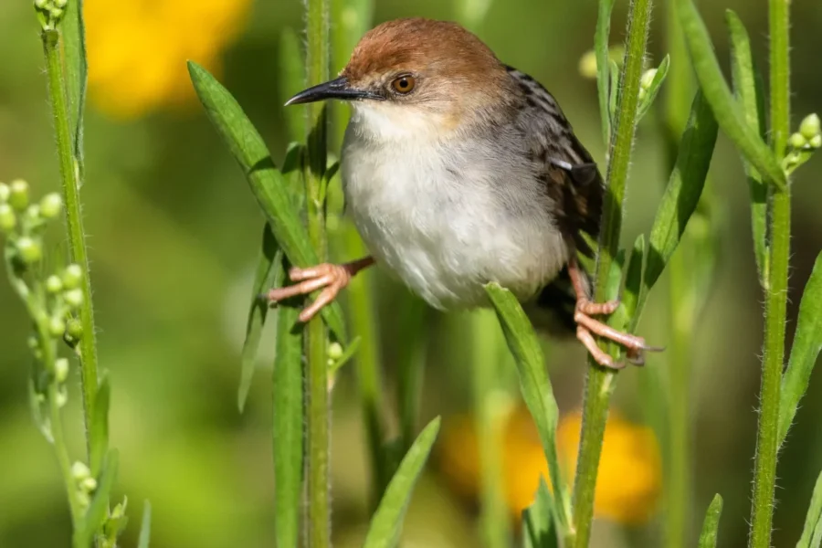 🕓Kigali: Birdwatching Tour with Lunch and Transfers