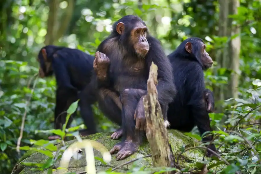 🕓Kigoma: 2-Day Gombe National Park Chimpanzee Trekking