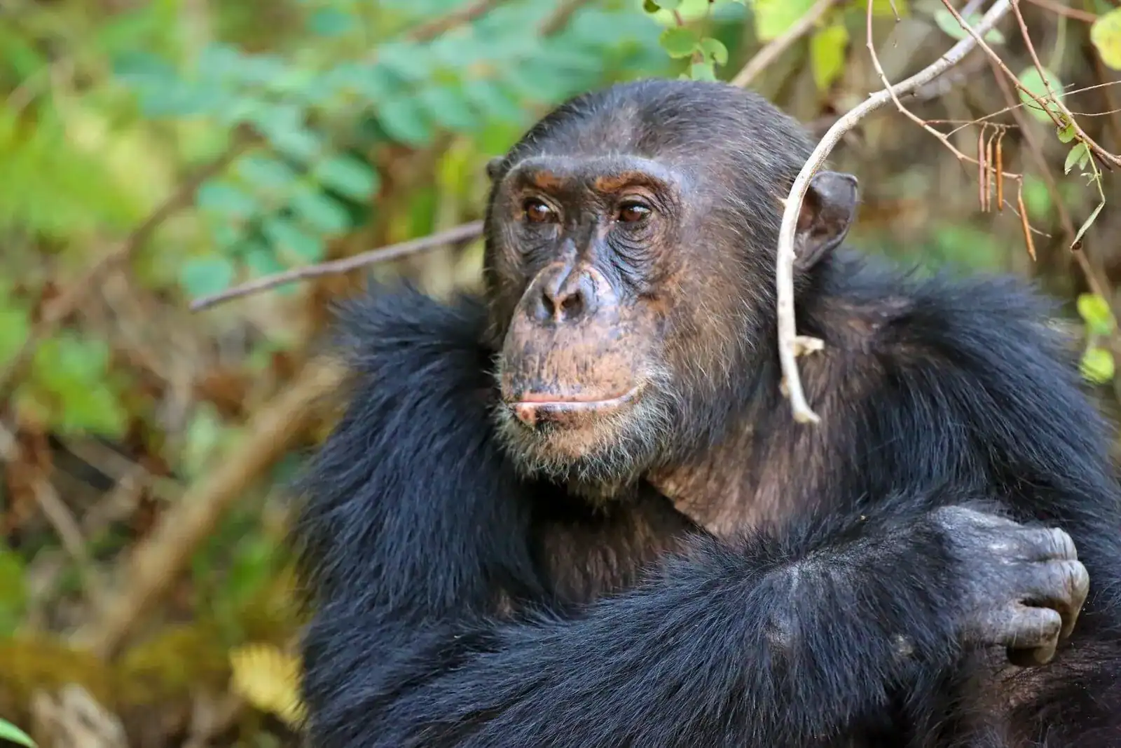 🕓KIGOMA: Chimpanzees trekking Day Trip in Gombe national park