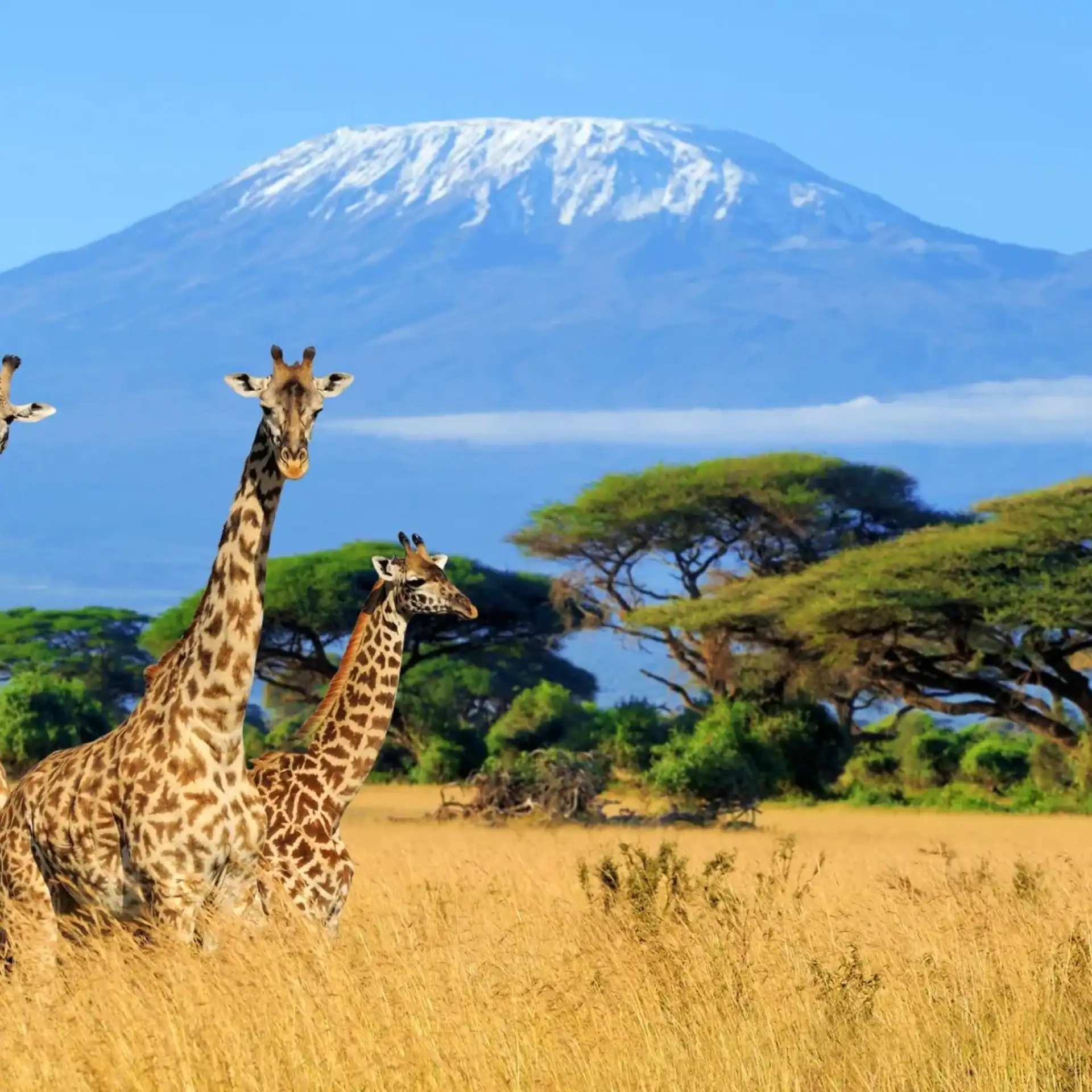 🕓Kilimanjaro: 6-Day Western Breach Route Guided Climb