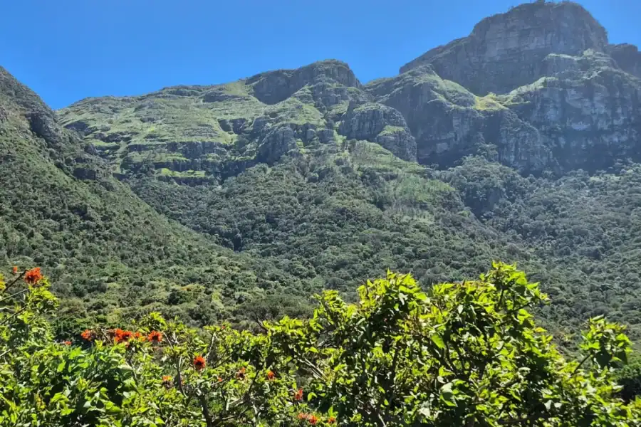 🕓Kirstenbosch Botanical Garden Walk