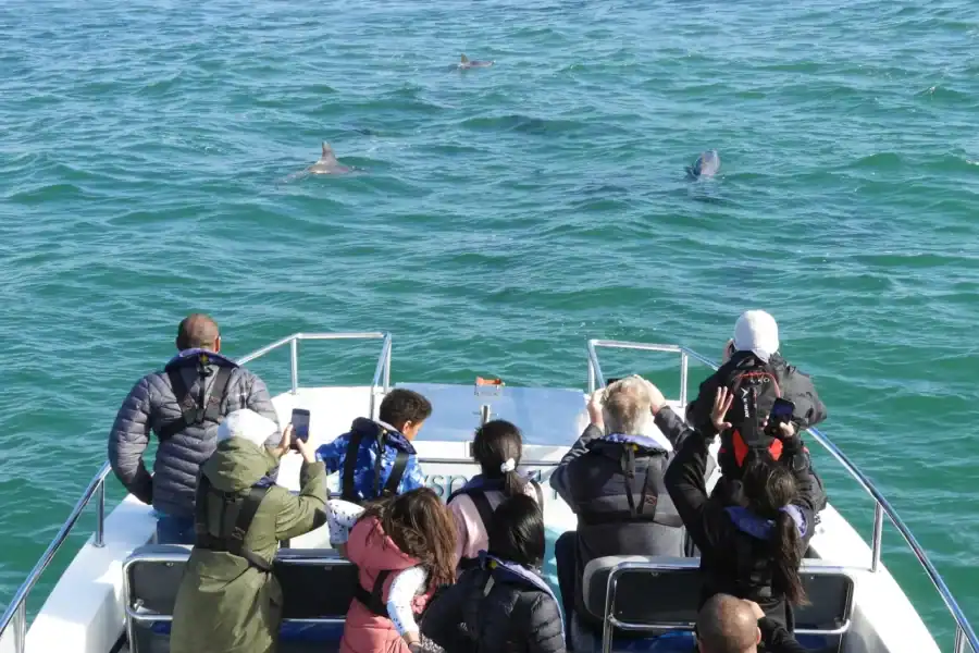 🕓Knysna: Marine Life& Garden Route Coastline Tour