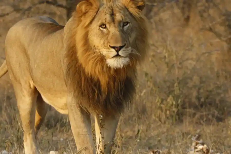 🕓Kruger National Park: 3-Day Camping Safari with Meals
