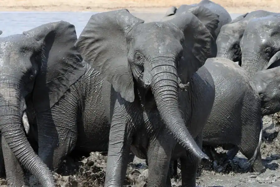🕓Kruger National Park: 3 Day Safari Tour