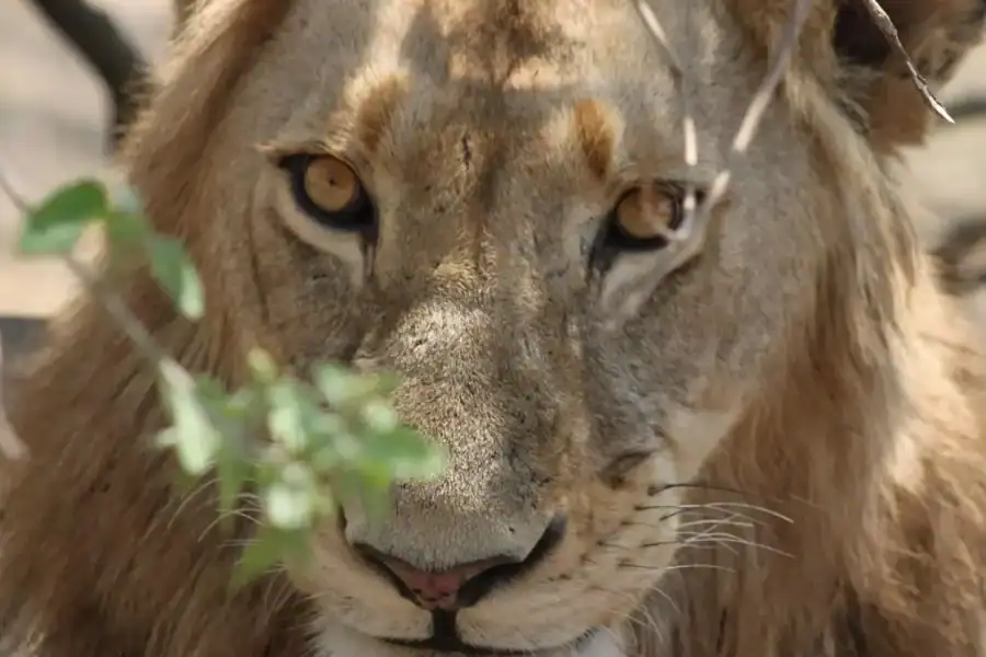 🕓Kruger National Park – 4 Day Safari Tour