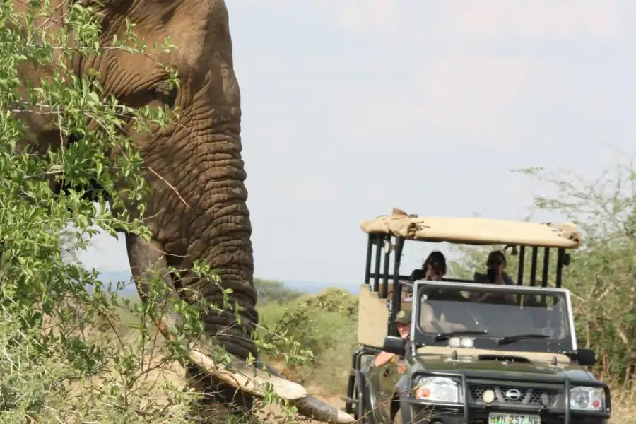 🕓Kruger National Park: Half Day Game Drive Private/Group