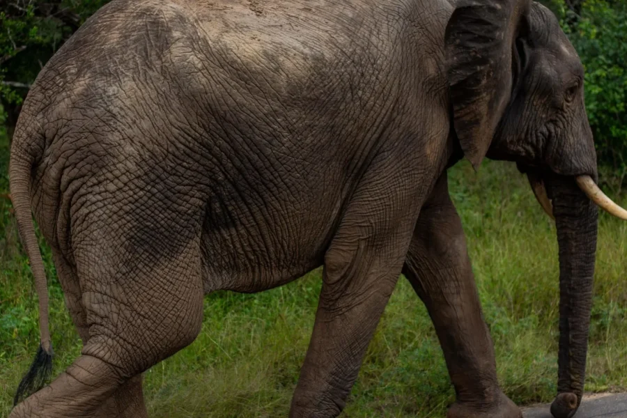 🕓Kruger Park: Big Five Photography Expedition from Maputo