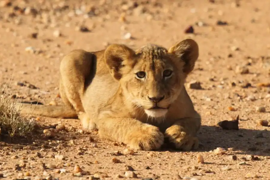 🕓Kruger Park Full Day Safari From Hoedspruit