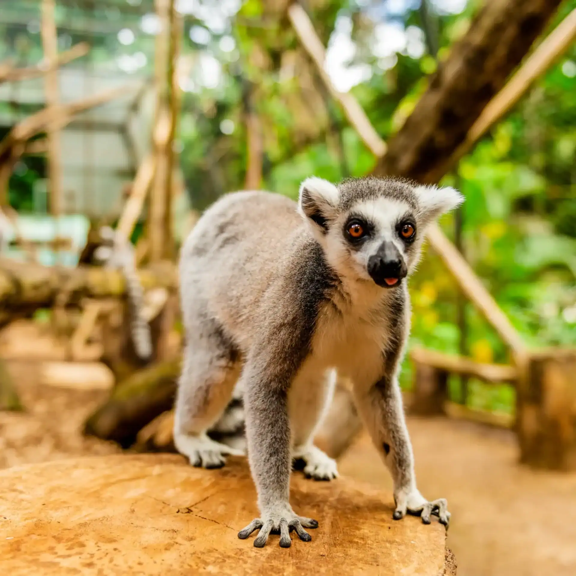 🦈 La Vanille Nature Park (Mauritius)