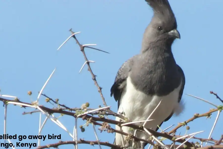 🕓Lake Baringo: Birdwatching and Nature walk Guided Tours