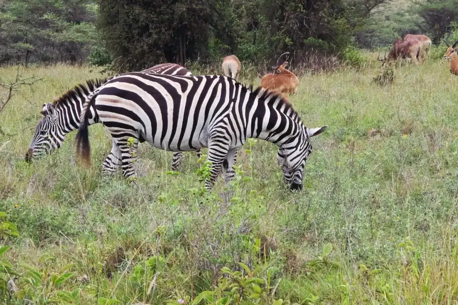 🕓Lake Naivasha Adventure: Crescent Island with Boat Safari