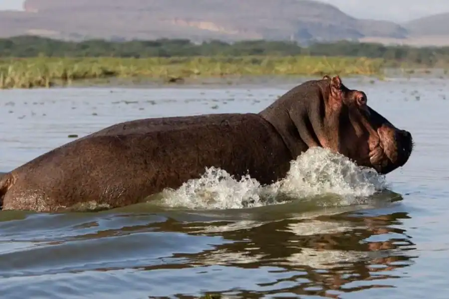 🕓Lake Naivasha: Crescent Island Game Sanctuary