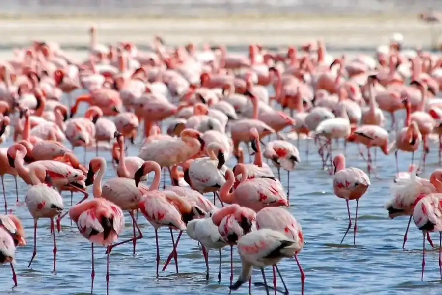 🕓Lake Nakuru National Park Day Trip With Nakuru/Nairobi pick