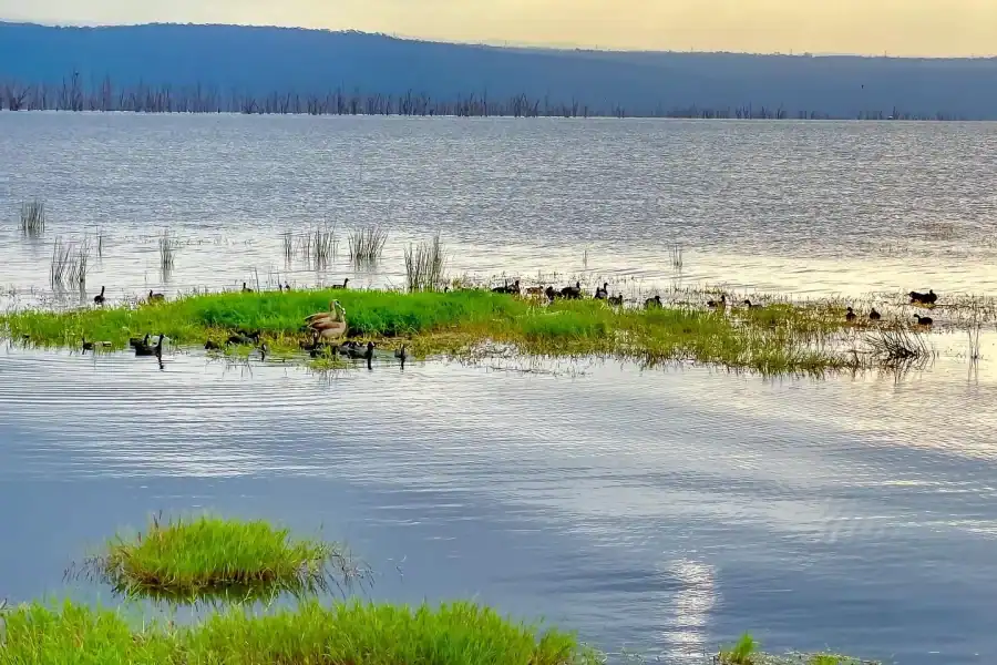 🕓Lake Nakuru National Park Full-Day Trip