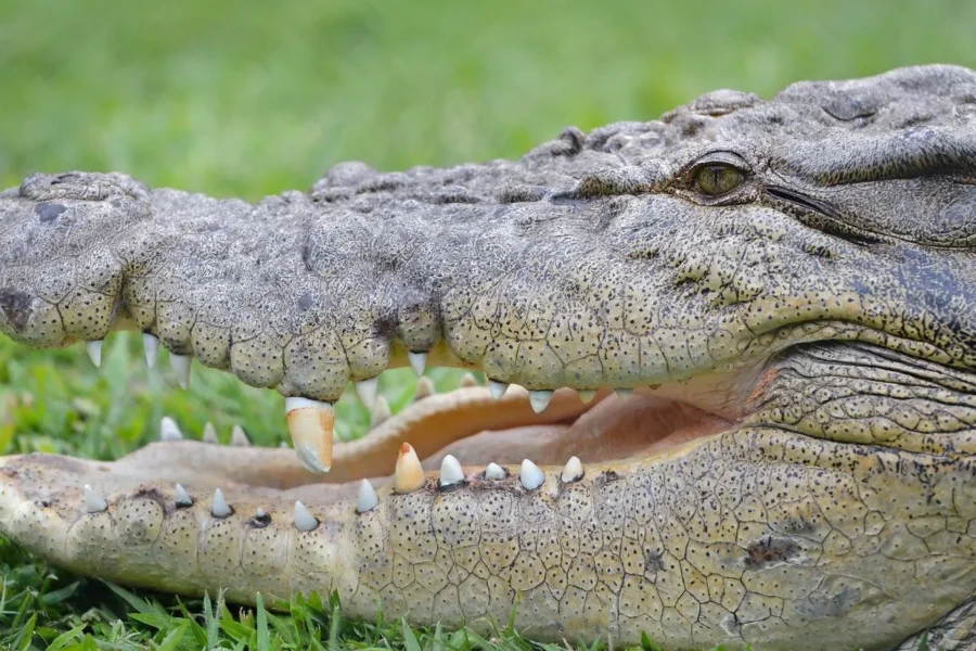 🕓Le Bonheur Reptiles and Adventures Combo Tour ticket