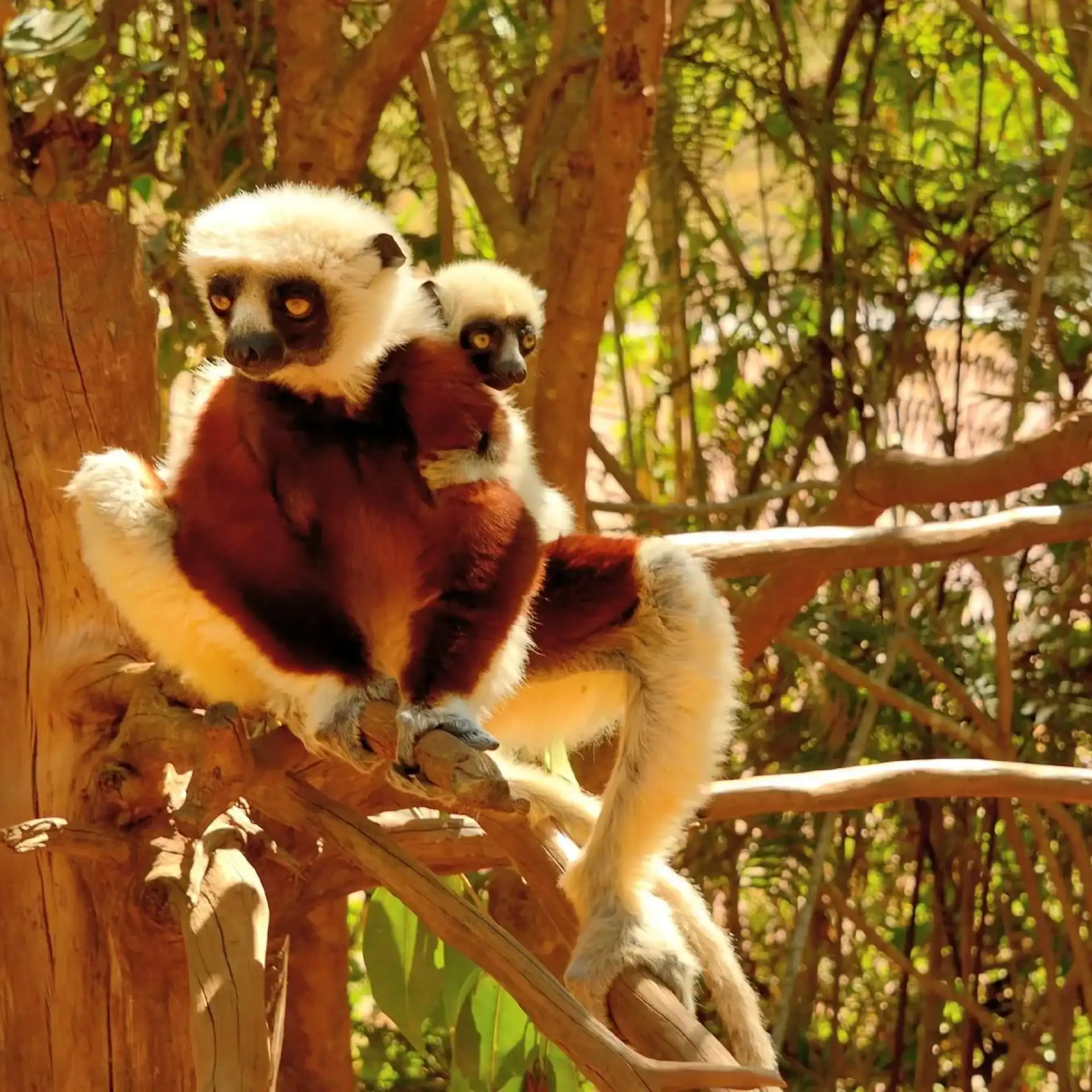 🦈 Lemurs’ Park (Madagascar)