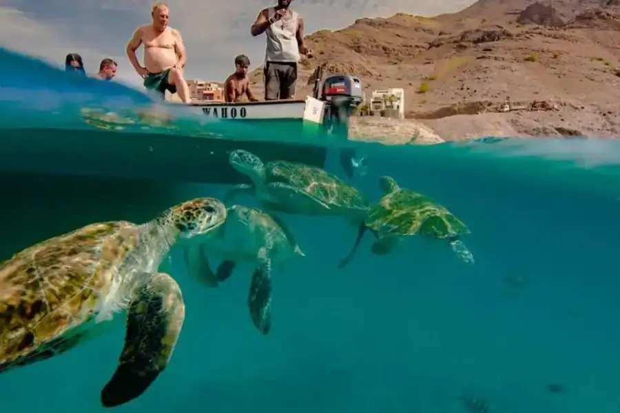 🕓Live Snorkeling& Swimming with Sea Turtles in the Atlantic