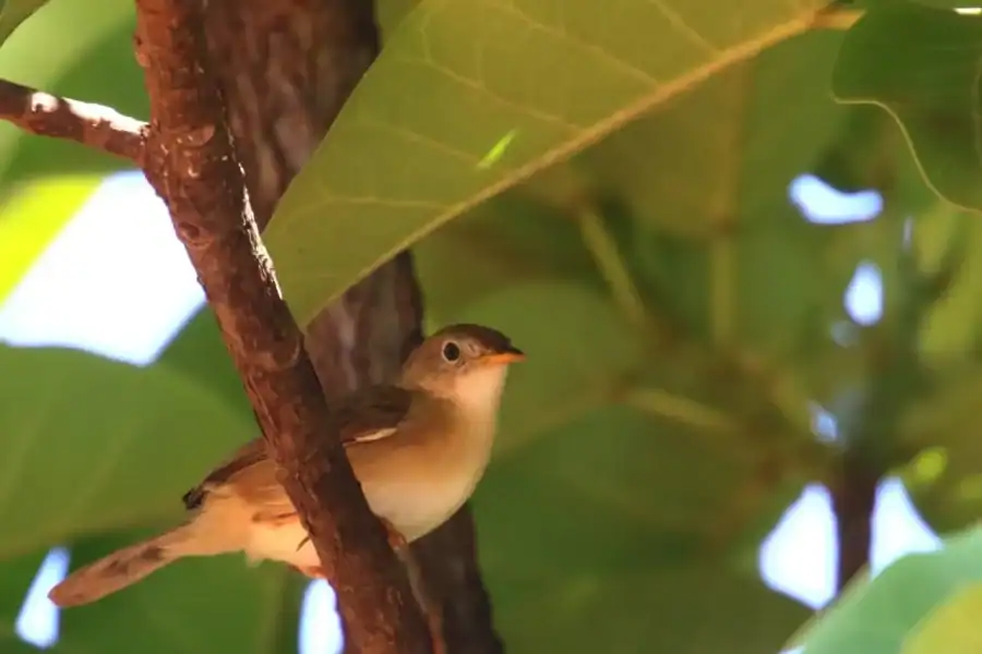 🕓Livingstone: Birding Safari Half-Day or Full-Day Options