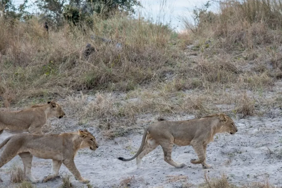 🕓Livingstone: Chobe National Park Day Trip with Lunch