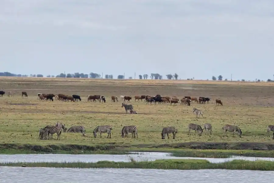 🕓Livingstone: Chobe Safari, Impalila Island& 4-Country Tour