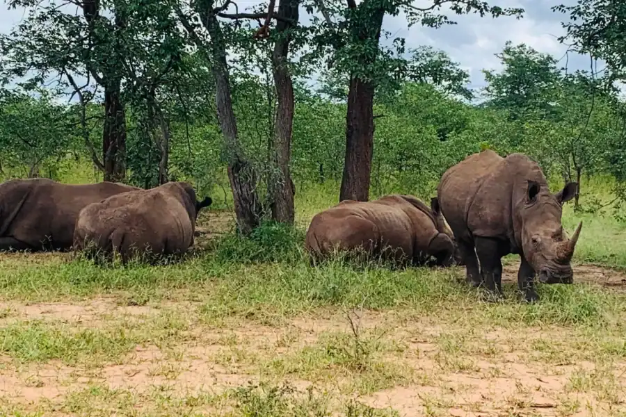 🕓Livingstone: Rhino and Lion Walking Tour with Transfers
