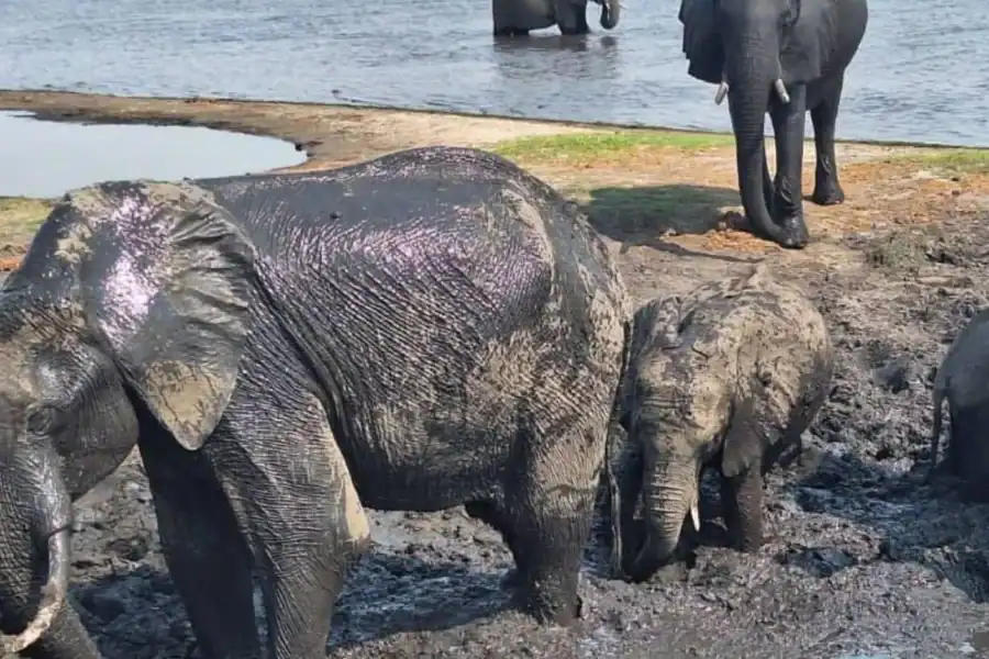 🕓Lusaka: Kafue National Park 3-Day Safari Tour