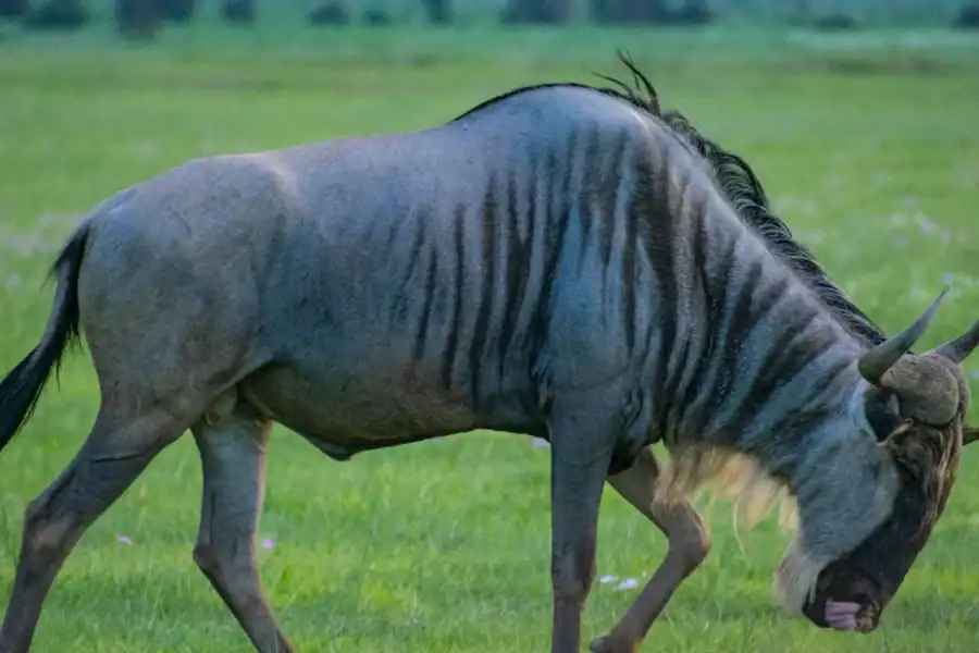 Lusaka: Lower Zambezi& Siavonga 5-Day Adventure Tour