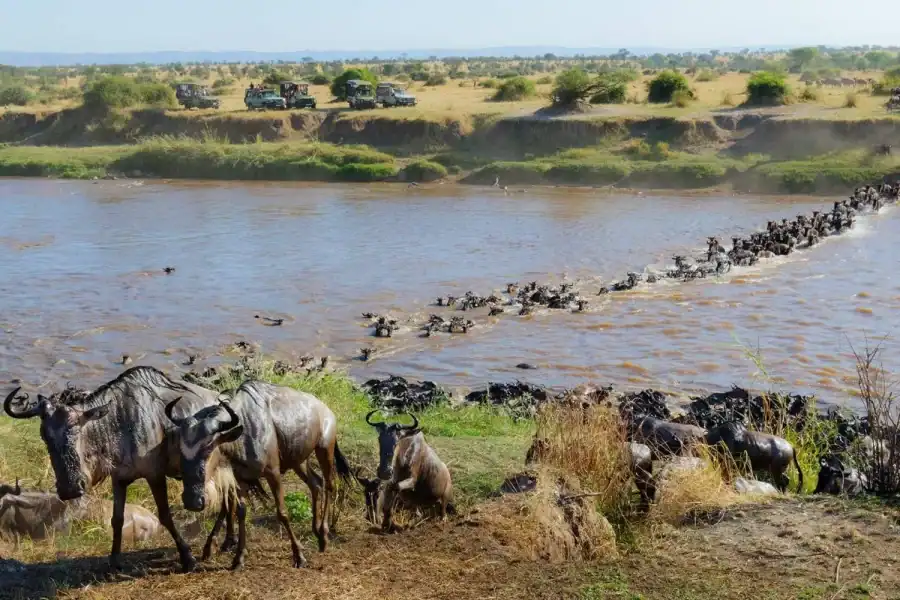 🕓Maasai Mara: Wildebeest Migration 4-Day Safari