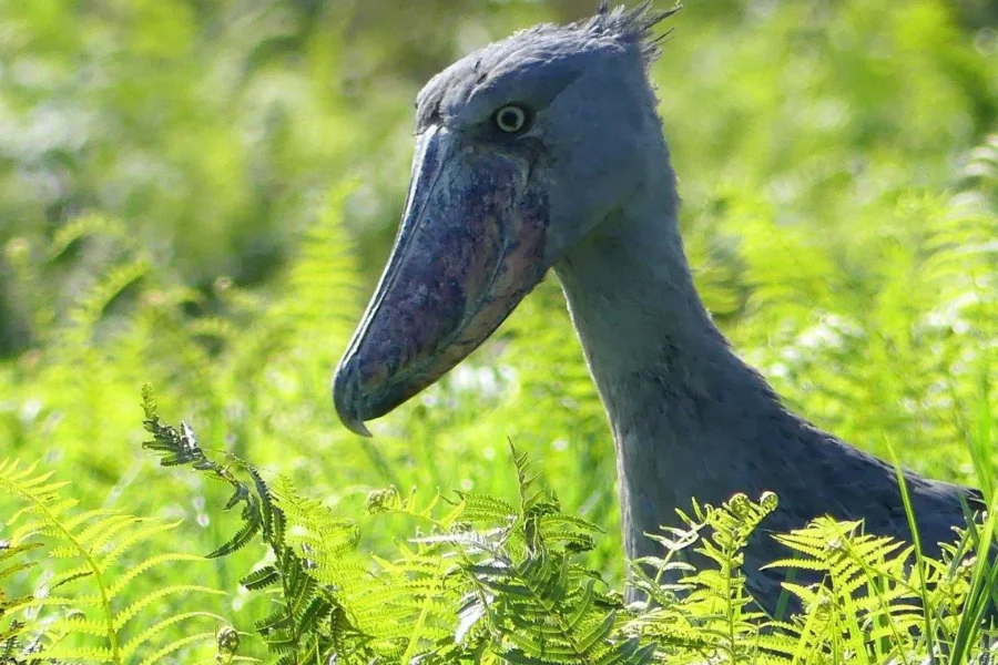 🕓Mabamba Swamp Shoebill Birdwatching Tour