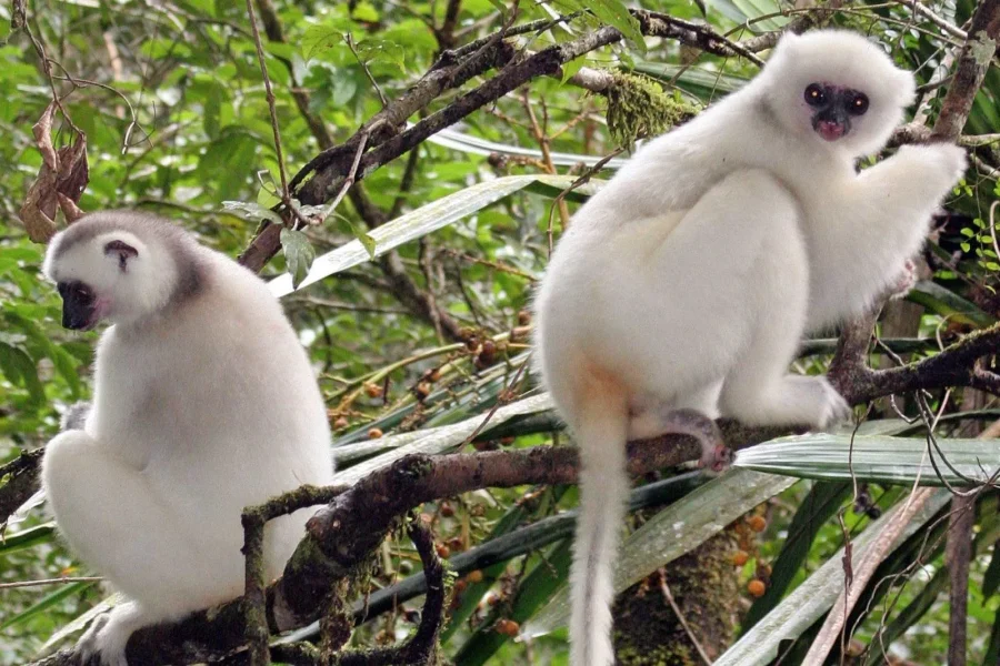 🕓Madagascar: 17-Day North& Northeast Guided Tour