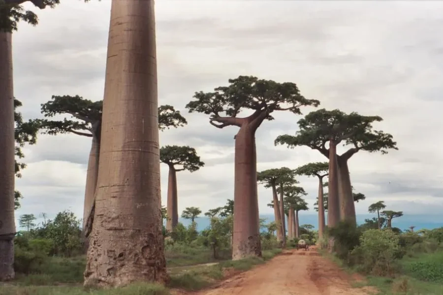 🕓Madagascar: Avenue of the Baobabs Tour with Village Visit