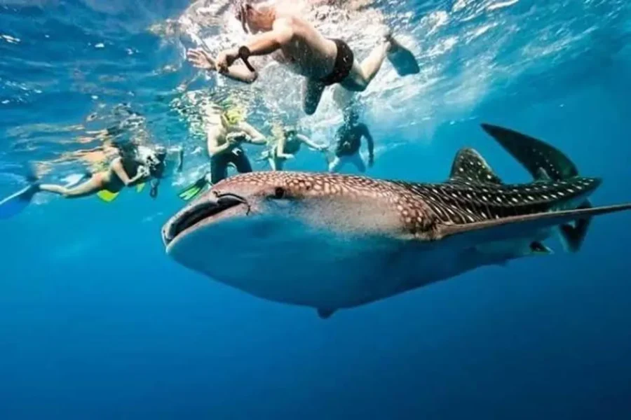 🕓Mafia Island Whale Shark Experience – 2 Days 1 Night Tour