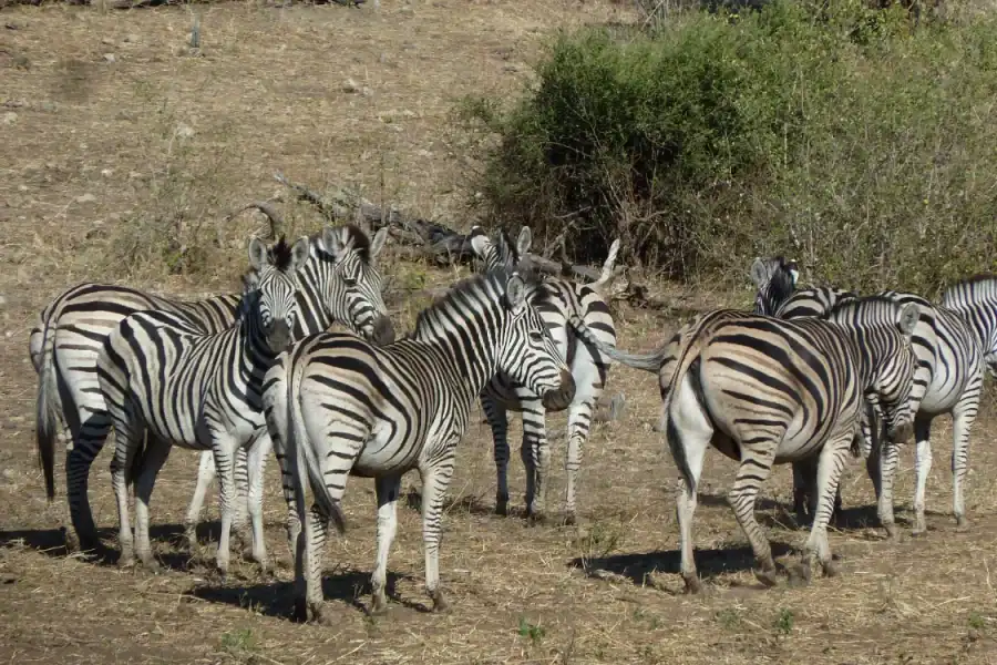 🕓Makgadikgadi National Park Day Trip
