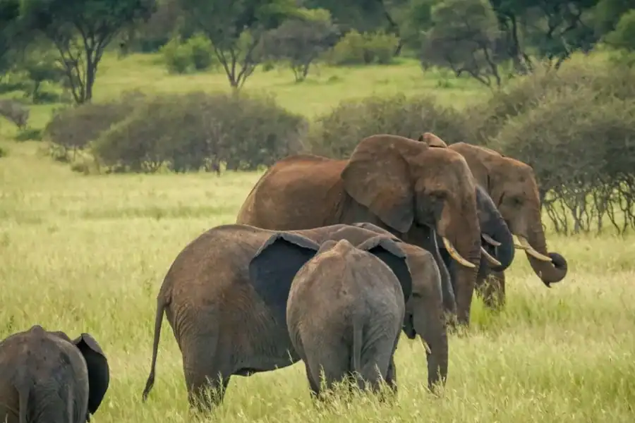 🕓Makuyuni Wildlife Park: Intimate Walking Safari& Game Drive