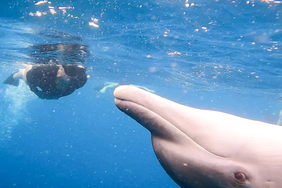 🕓Maputo: Dolphin Swim Tour in Ponta do Ouro