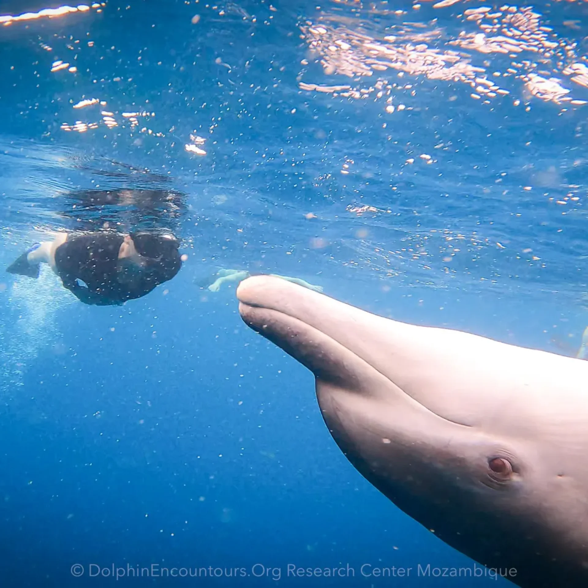 🕓Maputo: Dolphin Swim Tour in Ponta do Ouro