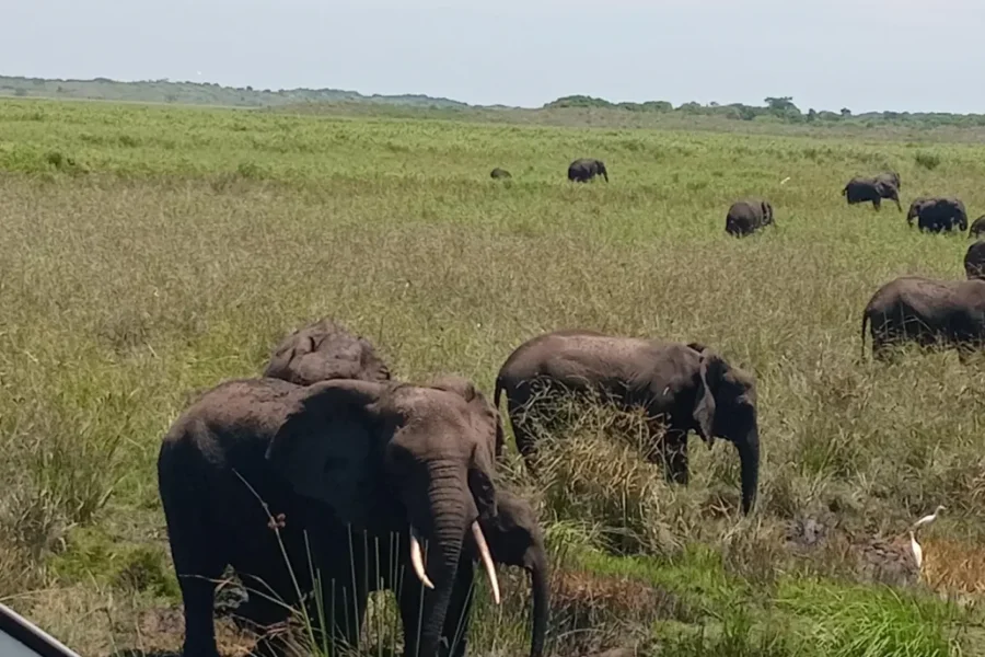 🕓Maputo: Maputo National Park Safari and Beach Tour