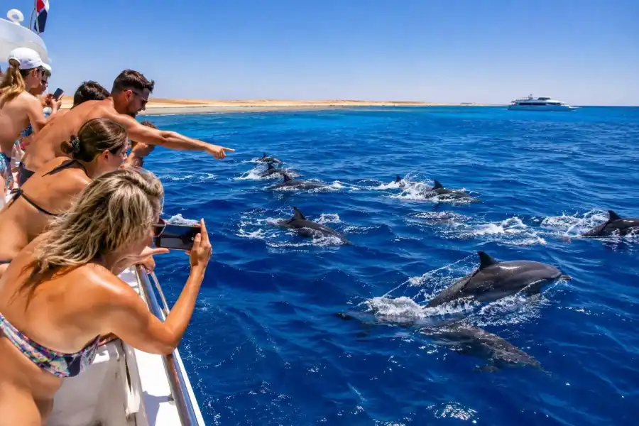 🕓Marsa Alam: Dolphin House Snorkeling Cruise Lunch& Transfer