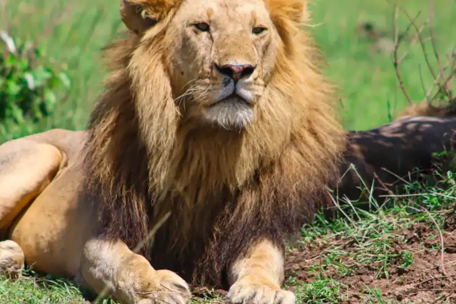 🕓Masai Mara: 2 Day Private Safari In a 4×4 Land Cruiser