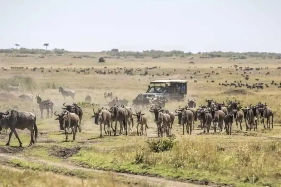 🚸Masai Mara 2 Day Safari From Nairobi