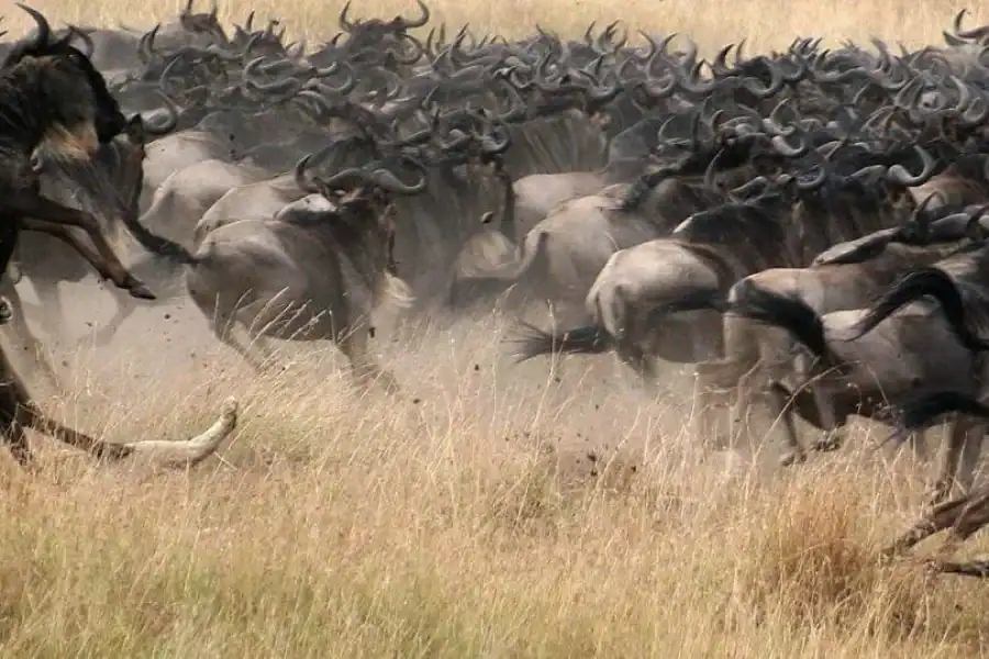 🕓Masai Mara 3Days Joining Safari at Sopa Luxury Lodge by Jeep