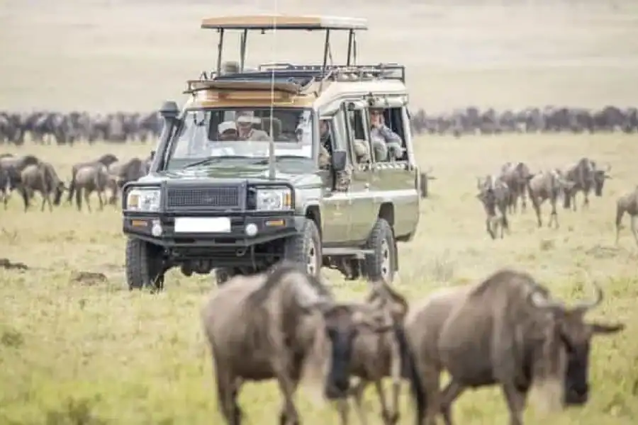 🚸Masai Mara: 4-day Safari For The Great Wildebeest Migration