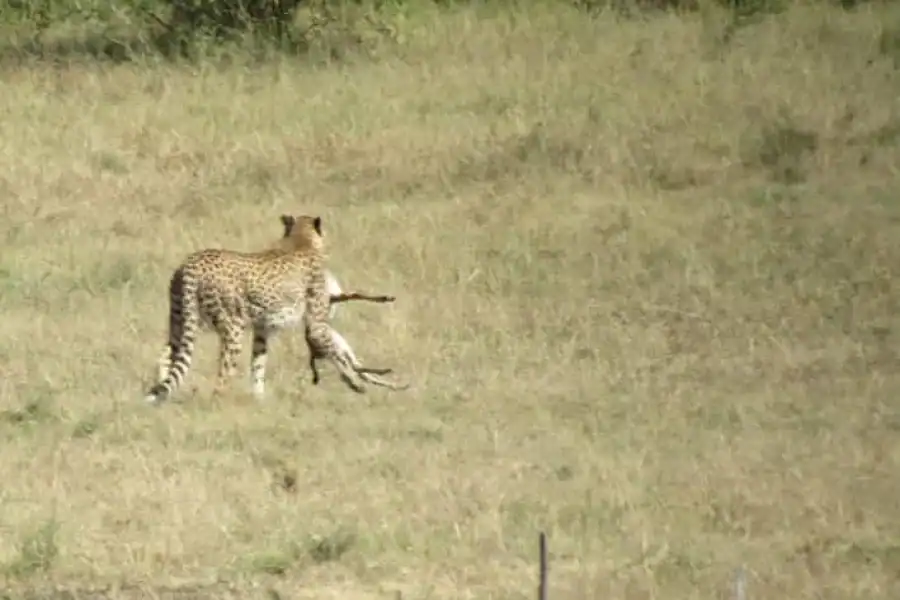 🚸Masai Mara National Park Day Trip & Masai Village Visit