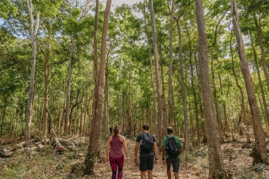 🕓Mauritius: Black River Gorges National Park 3-Hour Hike