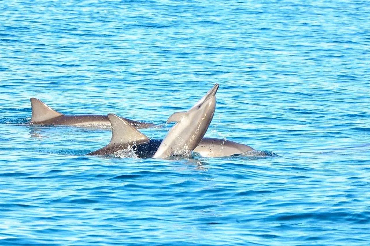 🕓Mauritius Dolphin Encounter and Geographic Marvels Tour