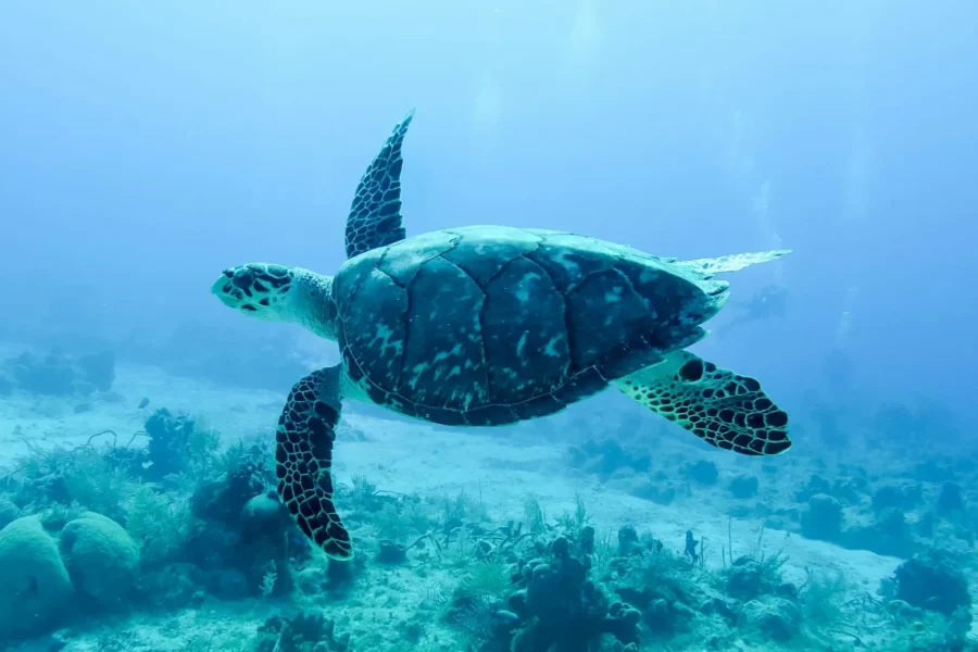 🕓Mauritius: Snorkeling In Natural Aquarium& Local Food Tour