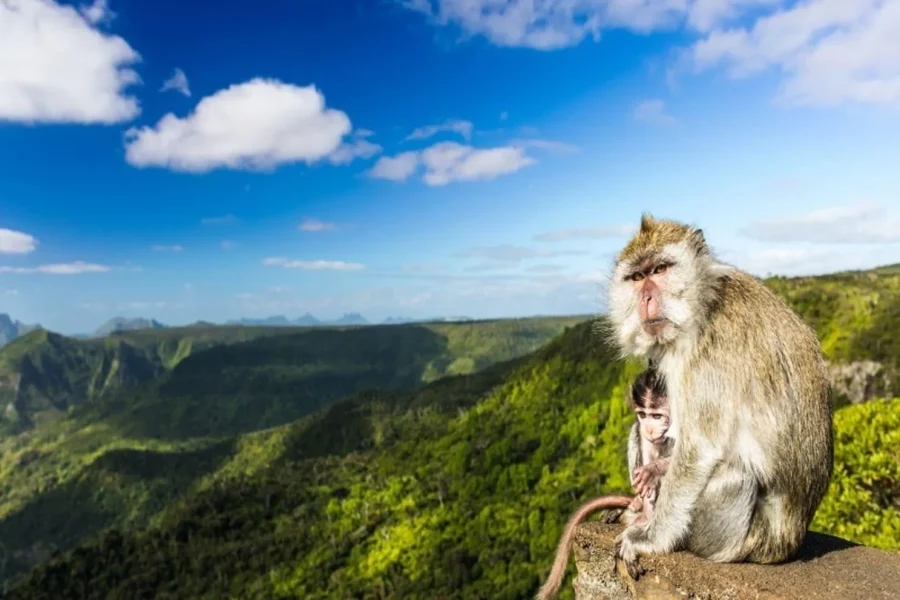 🕓Mauritius South Highlights Tour: Vallée& Chamarel Dunes