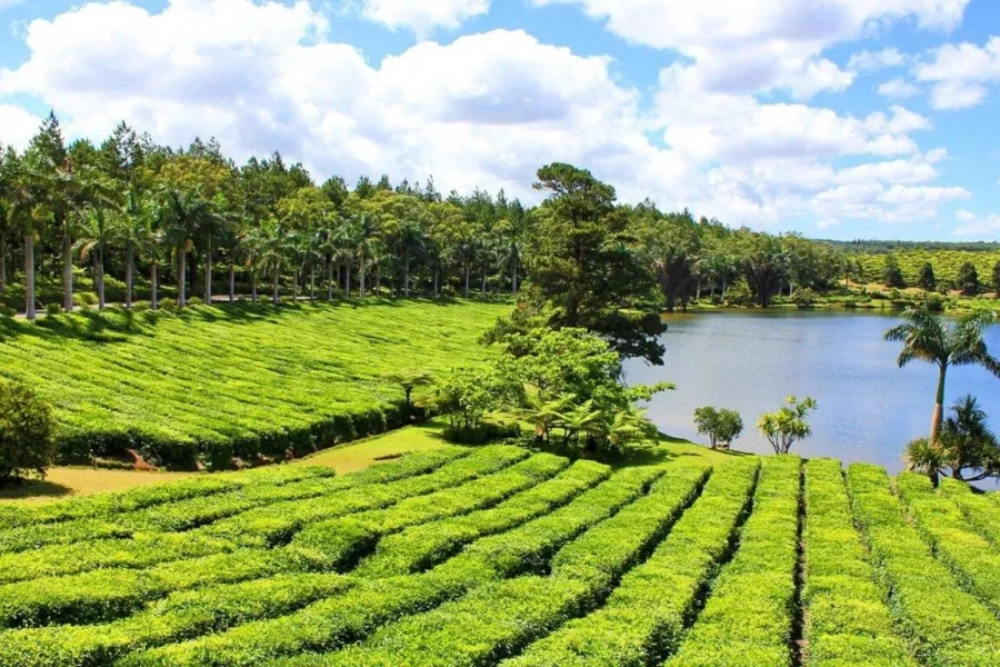 🕓Mauritius: Tea and Sugar Plantation Guided Tour with Lunch